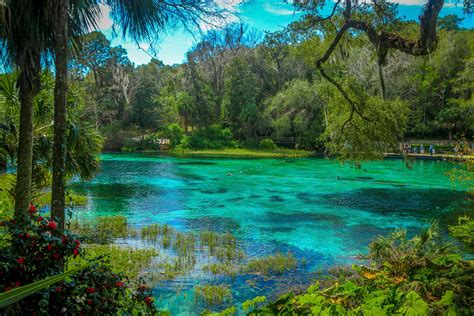 Florida nature - sound effect