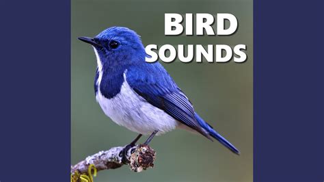 Natural noises, birds and more - sound effect
