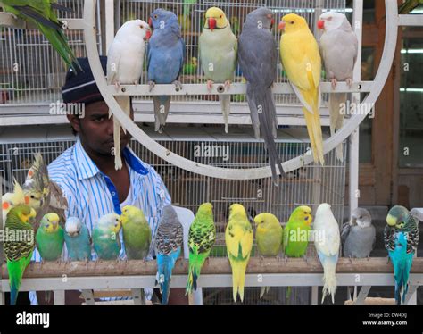 Bird market by the stream - sound effect