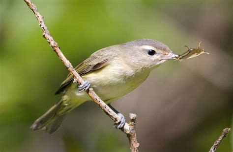 Birds and grasshoppers - sound effect