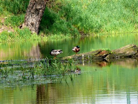 Birds by the stream - sound effect