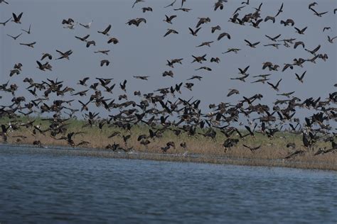 Birds near the village - sound effect