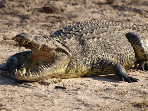 Crocodile sound effects