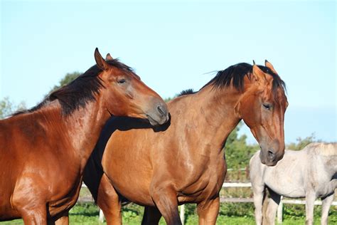 Herd of horses (2) - sound effect