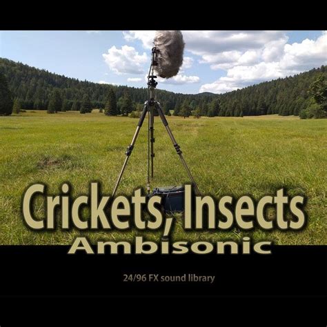 Daytime crickets, birds, ducks, insects, environmental sounds (2)