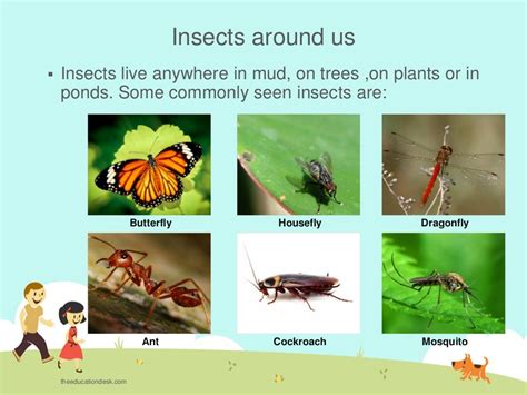 Daytime crickets, birds, ducks, insects, environmental sounds (2)