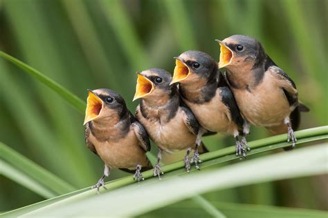 Birds, birdsong sound effects