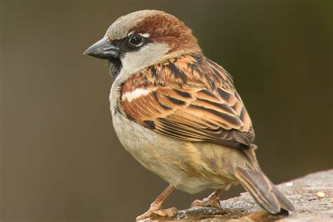 Passer domesticus - sound effect