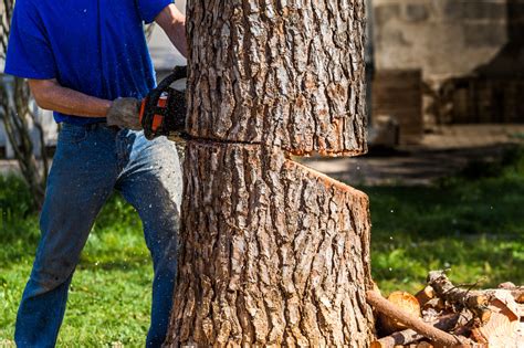 Chopping a tree, falling a tree - sound effect