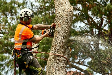 Tree felling - sound effect