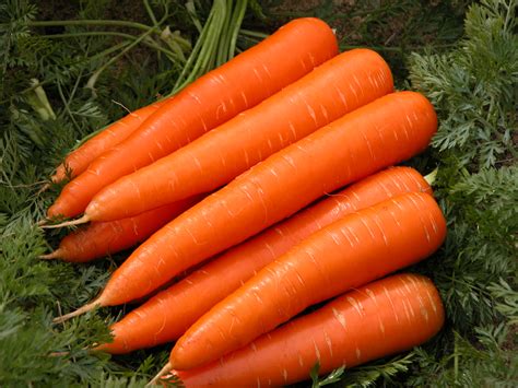 Carrot sound effects