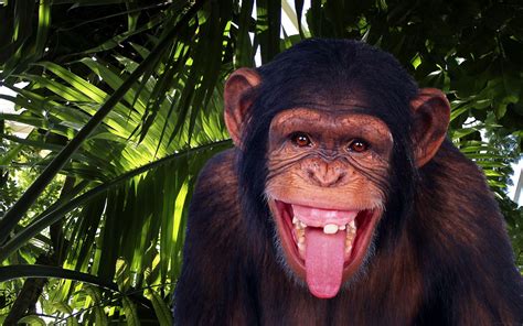 Chimpanzee sound effects