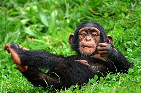 Chimpanzee sound effects