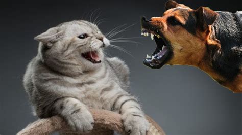 Cat and dog fight - sound effect
