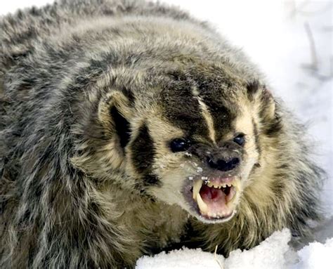 Badger angry - sound effect