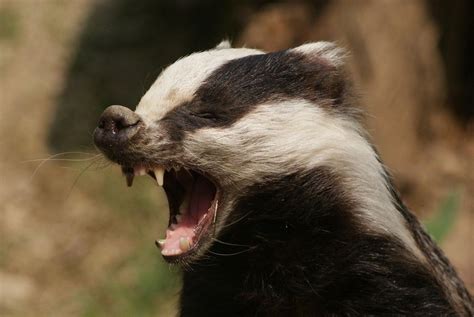 Badger angry - sound effect