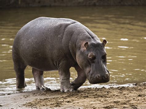 Hippo, hippopotamus - sound effect