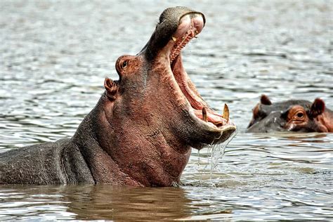 Hippo, hippopotamus - sound effect