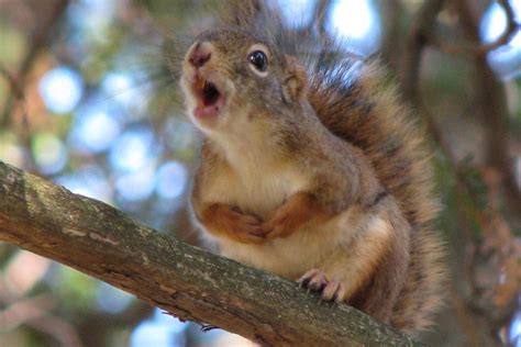 Squirrel chirps - sound effect