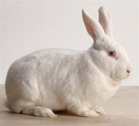 White new zealand rabbit - sound effect
