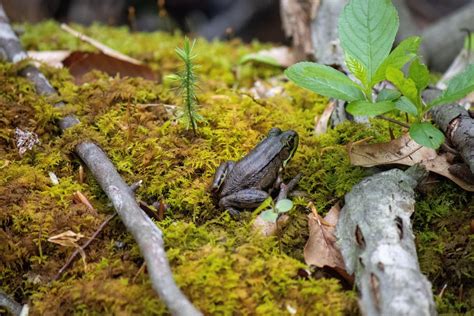 Swamp, lots of frogs - sound effect