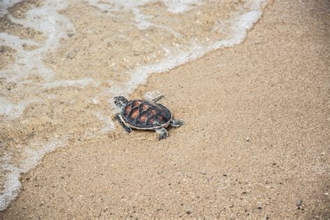 Turtle crawling - sound effect