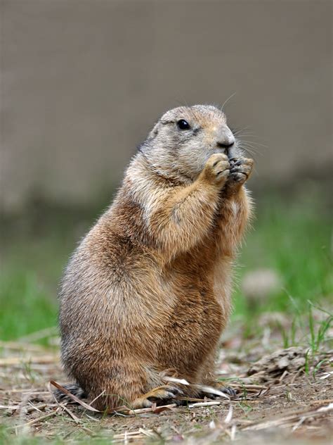 Black-tailed prairie dog - sound effect