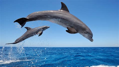 Dolphins make sounds (2)