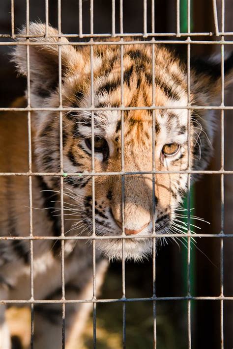 Tiger cub in a cage - sound effect