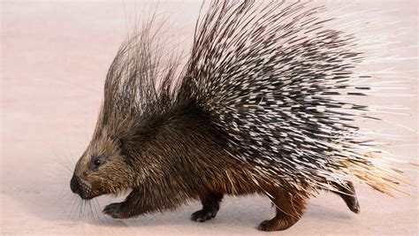 Porcupine - sound effect