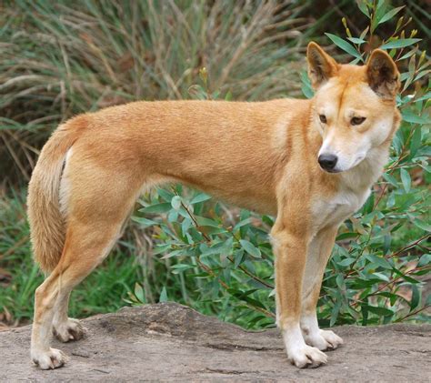 Dingo, wild dog - sound effect