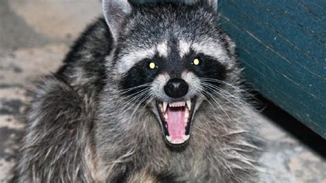Raccoon in a cage screaming - sound effect
