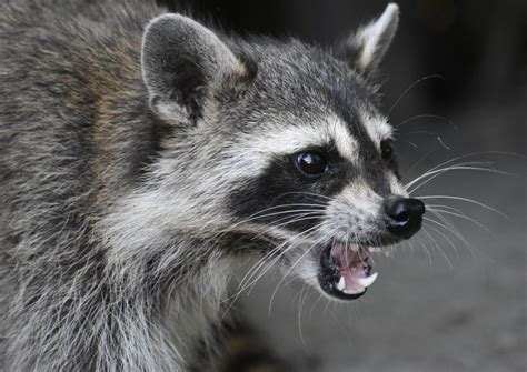 Raccoon in a cage screaming - sound effect