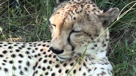 Cheetah purrs - sound effect