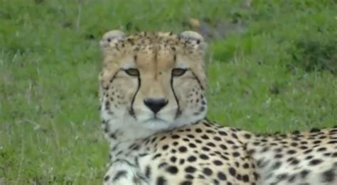 Cheetah squeaks - sound effect