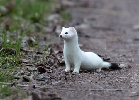 Ermine - sound effect