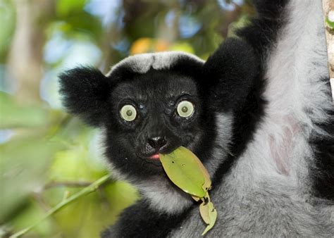 Indri, madagascar lemurs - sound effect