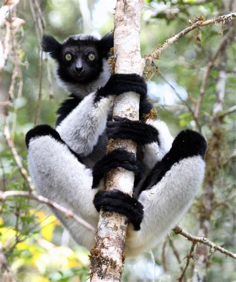 Indri, madagascar lemurs - sound effect