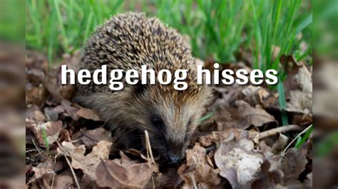 Hedgehog hisses - sound effect