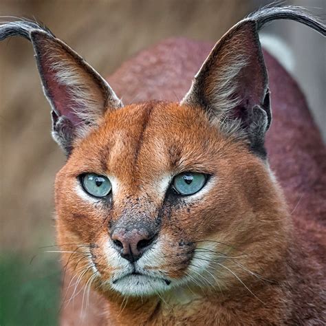 Caracal - sound effect