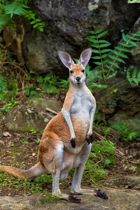 Kangaroo - sound effect