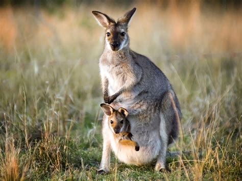 Kangaroo - sound effect