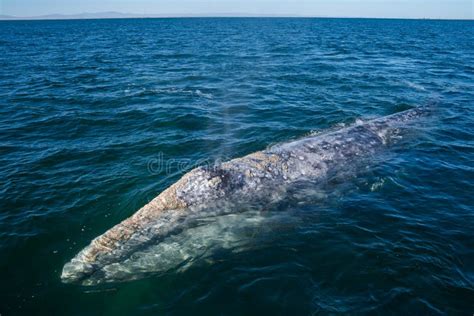 Whale blows fountains - sound effect