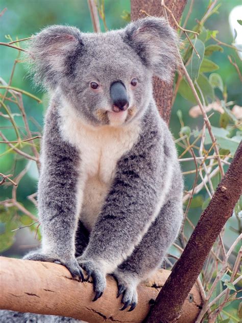 Koala - sound effect