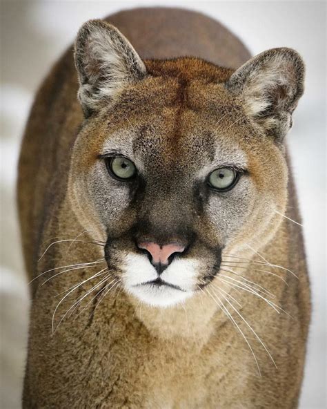 Cougar - sound effect