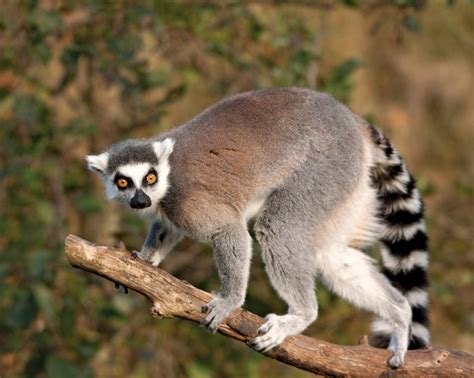 Lemurs - sound effect