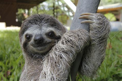 Sloth - sound effect