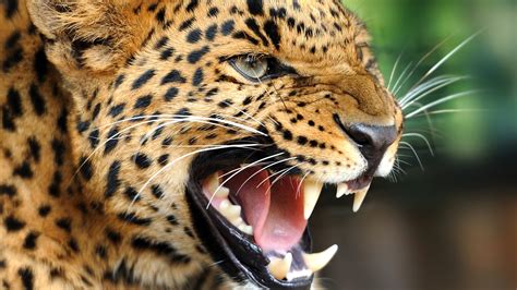 Leopard growls - sound effect