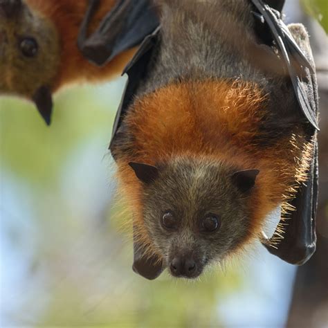 Flying foxes - sound effect