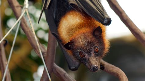 Flying foxes - sound effect